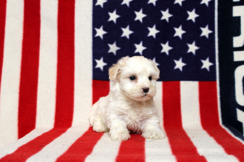 puppy, for, sale, Morki-Poo, Matthew B. Stoltzfus, dog, breeder, Gap, PA, dog-breeder, puppy-for-sale, forsale, nearby, find, puppyfind, locator, puppylocator, aca